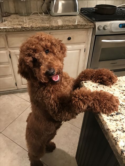 Big Poodle Dogs, Big Goldendoodle, Big Poodle, Brown Doodle, Goldendoodle Grooming, Poddle, Red Poodles, Labradoodle Dogs, Cockapoo Dog