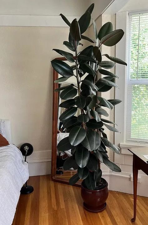 How to Grow a Big and Tall Rubber Tree in the Home Ways To Elevate Your Home, Bedroom Design Master, Greenery Garden, Small House Garden, Plant Decor Ideas, Houseplants Low Light, Greenery Flowers, Herb Garden Design, Short Plants