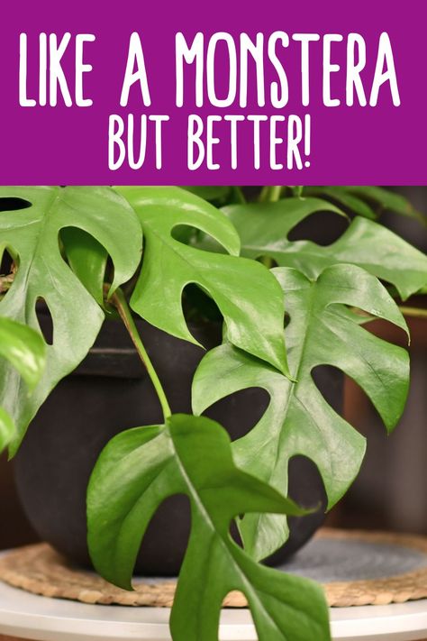 Indoor Plant Care Guide, Rhaphidophora Tetrasperma, Epipremnum Pinnatum, Growing Strong, Indoor Plant Care, New Roots, Sun And Water, Monstera Deliciosa, Growing Tips