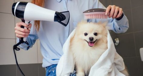 Dog Breeding Business, Dog Dryer, Dog Hair Dryer, Meds For Dogs, Blow Dryers, Dog Cleaning, Dog Brushing, Dog Diapers, Dryers