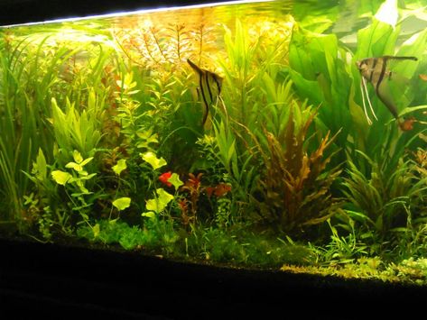 Low Tech Tank Show-and-Tell (low tech can be lush, too! =) | Page 100 | The Planted Tank Forum Red Cherry Shrimp, Pond Snails, Planted Tank, People Smile, Low Tech, Cool Tanks, Peat Moss, Top Soil, Angel Fish