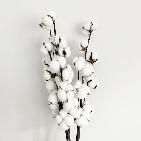 Dried Cotton Stems - Buy Now From Olive & Bamboo Store Bamboo Store, Flower Science, Skincare Science, Art Mediums, Cotton Stems, Mini Collection, Floral Tape, Festive Decor, Fall Decorations