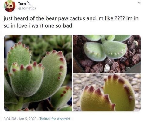 Bear Paw Cactus, Indoor Cactus, Nothing But Flowers, Bear Paw, Bear Paws, Pretty Plants, I'm In Love, Plant Mom, Cool Plants