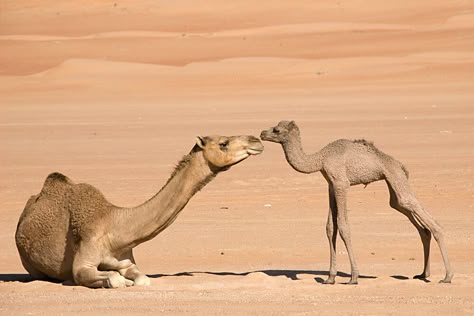 A newborn dromedary camel stands near her seated mother who stretches her neck out to sniff her. Animal Moms And Babies, Baby Camel, Disney Animal Kingdom, Prince Of Egypt, Animal Babies, San Diego Zoo, Animal Reference, Animal References, In The Desert