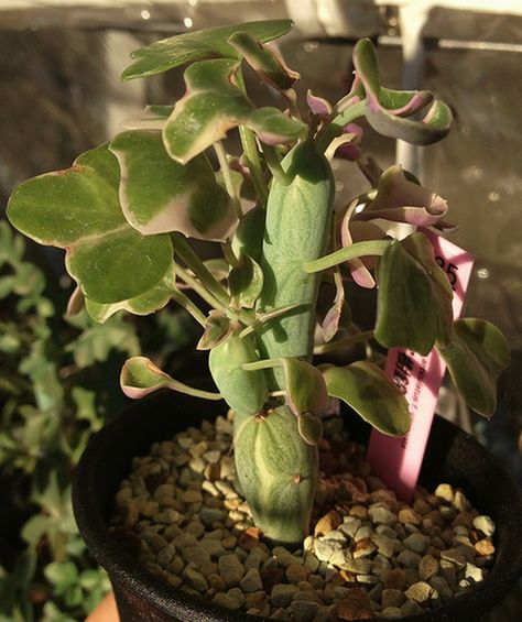 Senecio Articulatus Variegata Senecio Succulent, Low Water Plants, Succulent Species, Candle Plant, Plant Succulents, Simple Leaf, Plant Growing, Fern Green, Drought Tolerant Plants