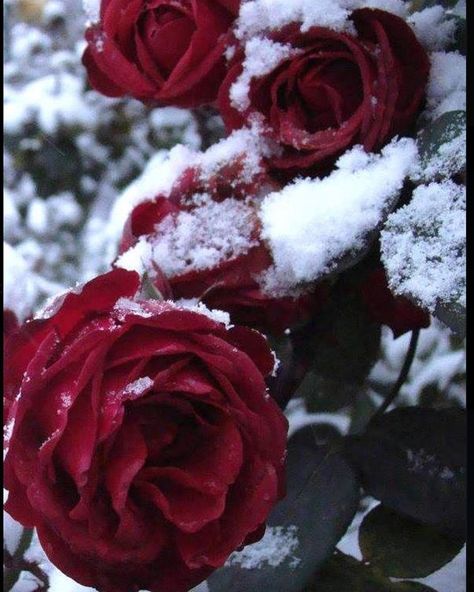 Christmas Wallpaper Aesthetic Simple, Christmas Wallpaper Aesthetic, Winter Romantic, Snow Rose, Frozen Rose, Christmas Aesthetic Wallpaper, Aesthetic Roses, Winter Rose, Rosé Aesthetic