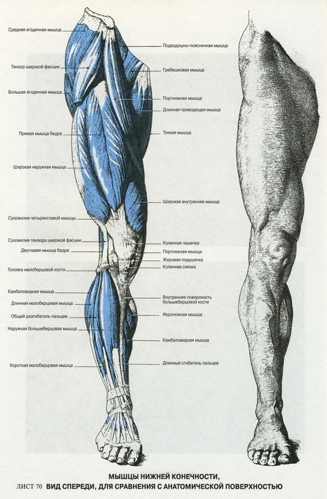 Leg Anatomy, Human Muscle Anatomy, Human Anatomy Reference, Anatomy Images, Vintage Anatomy, Anatomy Sculpture, Human Body Anatomy, Human Anatomy Drawing, Muscle Anatomy