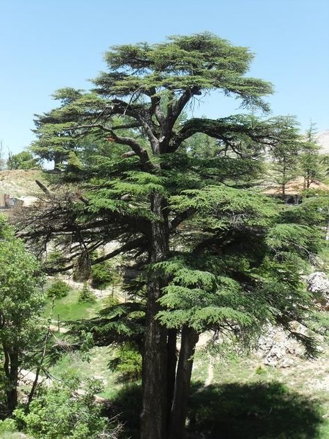 Cedrus libani Lebanon Tree, Cedrus Libani, Cedar Of Lebanon, Weird Trees, Bald Cypress, Specimen Trees, Cedar Trees, Old Trees, Tree Seeds