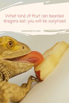 Bearded Dragon Food List, Fancy Bearded Dragon, Diy Bearded Dragon Enclosure, Bearded Dragon Terrarium Ideas, Dragon Food, Bearded Dragon Diy, Dragon Pet, Bearded Dragon Terrarium, Bearded Dragon Enclosure