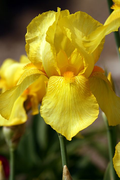 Yellow iris flowers symbolize passion Iris Flowers Yellow, Yellow Flower Photography, Yellow Iris Flower, Yellow Iris, Small Nurseries, Iris Garden, Flower Meanings, Iris Flower, Flower Stencil