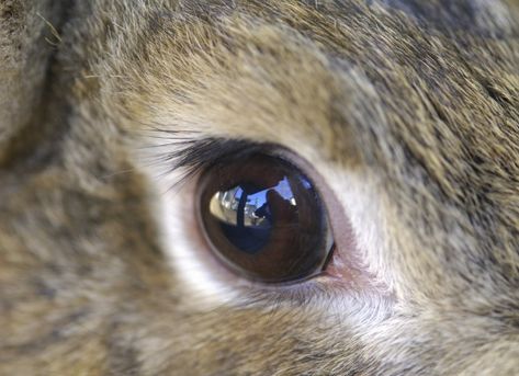 Red Eye in Rabbits Rabbit Eyes, Animal Features, Animal Eyes, Animal Reference, Rabbit Doll, Rabbit Dolls, Felted Animals, Red Eye, Year Of The Rabbit