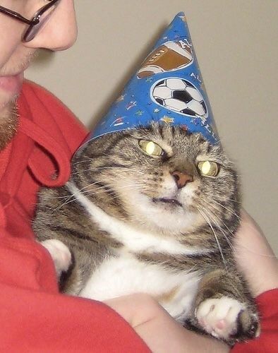 These Cats Truly Think Birthdays Are The Worst (Memes) - I Can Has Cheezburger? Funny Animal Clips, Post Animal, Bad Memes, Birthday Hat, Funny Cat Memes, Cat Birthday, Funny Animal Pictures, Cute Funny Animals, Cat Memes