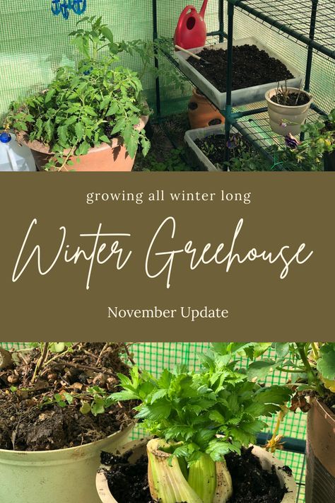 Greenhouse Growing Tips, Beginner Greenhouse Gardening, Greenhouse Interior Design, Greenhouse Gardening In Winter, Winter Greenhouse Gardening, What To Grow In A Greenhouse, Greenhouse Winter Gardening, Diy Greenhouse For Winter Cold Weather, Heat Greenhouse