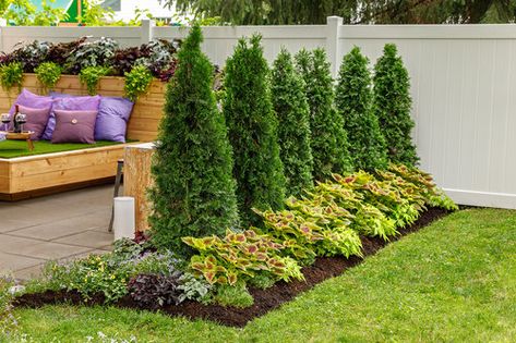 Arborvitae Landscaping, Thuja Occidentalis, Privacy Landscaping, Front House Landscaping, Backyard Inspo, Backyard Garden Design, Evergreen Shrubs, House Landscape, Front Yard Landscaping Design