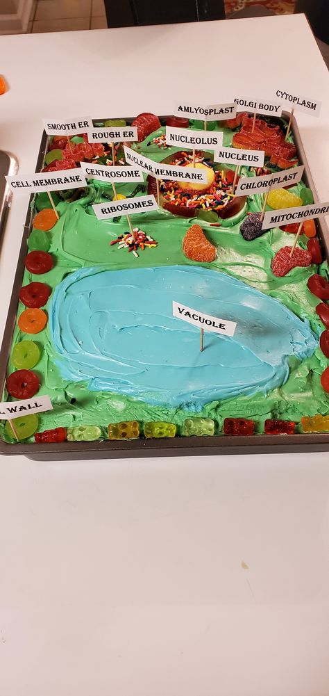 Edible plant cell Plant Cell Model Project, Plant Cell Project Cake, Plant Cell City Project Ideas, Plant Cell Cake Project, Edible Human Cell Project, Edible Plant Cell Project, Plant Cell Project Ideas Models, Cell Diorama, Plant Cell Cake Model