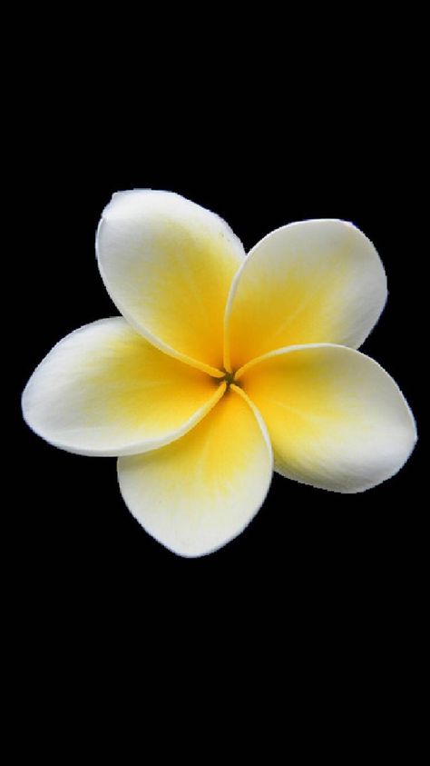 Fiori Frangipani, Yellow Plumeria, Plumeria Tattoo, White Plumeria, Flower Banner, Flowers Black Background, Paper Quilling Patterns, Good Morning Flowers Pictures, Plumeria Flowers