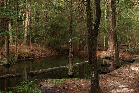 Pond In The Woods, Pond In Woods, Houston Arboretum, Nature Witch, Pond Ideas, Swimming Pond, Spring Rain, Small Ponds, Rain Garden