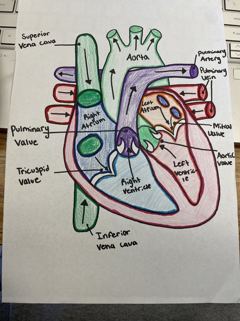 Easy Heart Diagram, Heart Projects Anatomy, Respiratory System Drawing Easy, Respiratory System Drawing, Heart Anatomy Drawing, Handwriting Tutorial, Human Heart Diagram, Easy Heart Drawings, Anatomy Diagrams