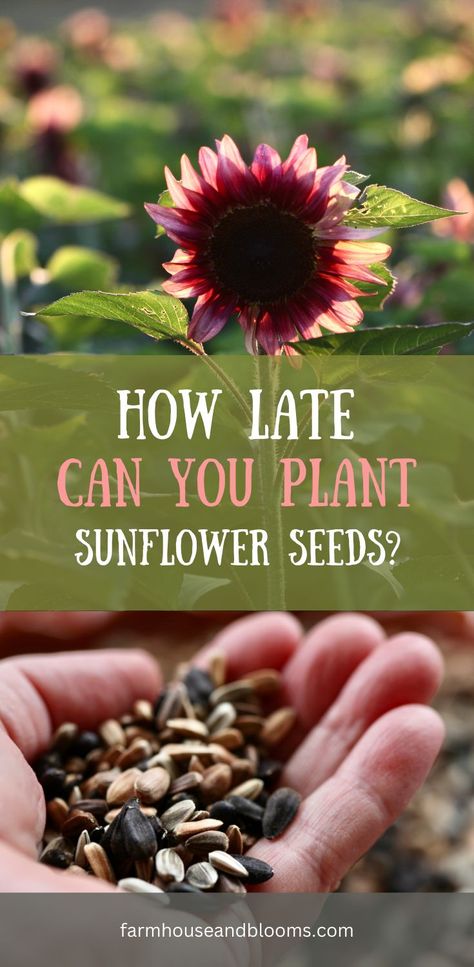 two pictures, one of sunflowers in the garden, and one of a handful of sunflower seeds Sunflower Planting Ideas Gardens, How To Save Sunflower Seeds, How To Save Sunflower Seeds For Planting, How To Harvest Sunflower Seeds To Plant, Saving Sunflower Seeds To Replant, Different Types Of Sunflowers, Planting Sunflowers In Ground, When To Plant Sunflower Seeds, Sunflower Growing Tips