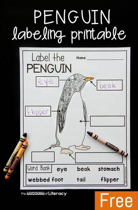 Learning about penguins? This penguin labeling free printable is a great activity to add to your penguin unit or collection of penguin activities for kids! Penguins Kindergarten, Penguin Worksheets, Penguin Unit, Science Art Projects, Penguin Activities, Winter Penguin, Penguin Craft, Kindergarten Art Projects, Free Preschool Printables