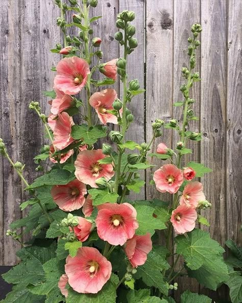 Hollyhocks Flowers, Have Inspiration, Pretty Plants, Flowers Nature, Flower Pictures, Summer Flowers, Dream Garden, Garden Flowers, Amazing Flowers