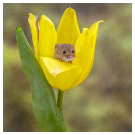 Mice Sleeping In Flowers, Mouse Sleeping In Flower, Birds Reference, Inside Flowers, Harvest Mice, Say It With Flowers, Harvest Mouse, Field Mouse, Famous Pictures