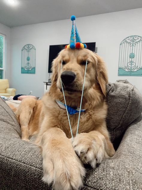 dog in a birthday hat Golden Retriever Birthday, Dog Birthday Hat, Birthday Dog, Birthday Hat, Dog Birthday, Birthday Humor, Golden Retriever, Cute Animals, Hats