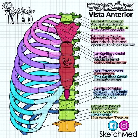 Sketch Med en Instagram: “Hola 🖋 Aqui un poco de color para excitar esos Conos 👁📕#medicalillustration #med #medical #medico #medicine #medschool #meds #medstudents…” Paola Rios, Medicine Notes, Medicine Studies, Medical Student Study, Medicine Student, Medical School Studying, Nursing School Notes, Medical School Essentials, Human Anatomy And Physiology