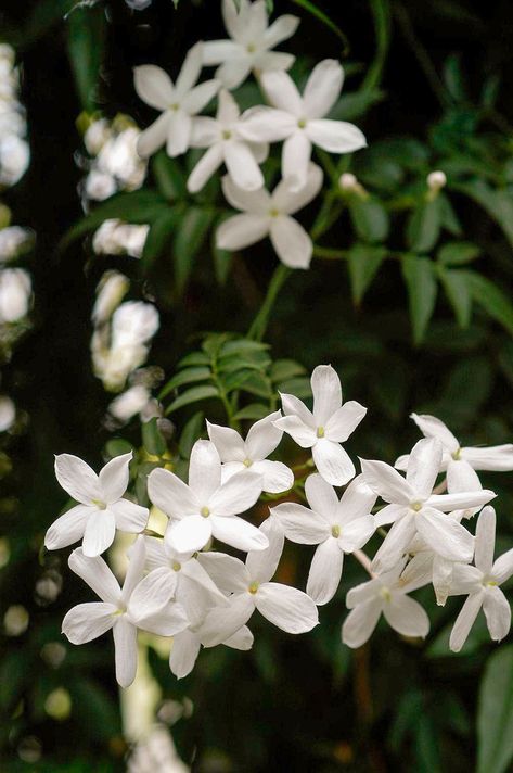 As much as we enjoy our houseplants for their pretty leaves alone, it can feel like a truly momentous occasion when flowers appear. Here are some of our favorites for adding extra color and even fragrance to our indoor gardens. #houseplants #indoorgardening #bloominghouseplants #beautifulhouseplants #bhg Juhi Flower, Arabian Jasmine Flower, Jasminum Polyanthum, White Jasmine Flower, Arabian Jasmine, Jasminum Sambac, Vining Plants, Flower Jasmine, Indoor Flowering Plants