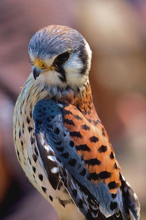 American Kestrel, Regnul Animal, Nosara, Kestrel, Nature Birds, Clipuri Video, Bird Pictures, Exotic Birds, Amazing Animals