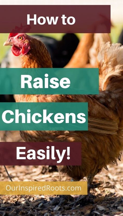 Want to raise your own chickens for eggs? Here is a simple guide that will tell you how to raise chickens including what to feed them, where to keep them and more. Raise chickens in the city, the country, or the suburbs. #backyardchickens Chickens In The City, Chickens For Beginners, Chickens For Eggs, Homestead Animals, How To Raise Chickens, Chicken Feeders, Raise Chickens, Backyard Chickens, The Suburbs