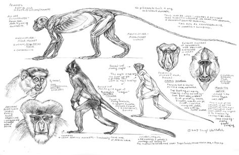 terryl-whitlatch Monkey Anatomy Drawing, Monkey Anatomy, Monkey Reference, Monkey Drawings, Terryl Whitlatch, Monkey Drawing, Environmental Artist, Monkey Illustration, Male Figure Drawing