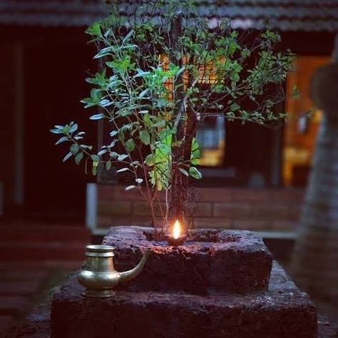 Tulasi Plant, Tulsi Pot, Kerala Traditional House, Tulsi Plant, Day Video, Village Photography, Village House Design, Indian Aesthetic, Indian Art Paintings