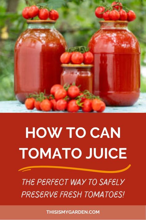 Three jars of homemade tomato juice, with cherry tomatoes on and around the jars. From thisismygarden.com. Tomato Juice From Fresh Tomatoes, Fresh Tomato Juice Recipe, Canning Tomato Juice, Canned Tomato Recipes, Homemade Tomato Juice, Tomato Jelly, Tomato Juice Recipes, Canning Cherry Tomatoes, Canned Tomato Juice