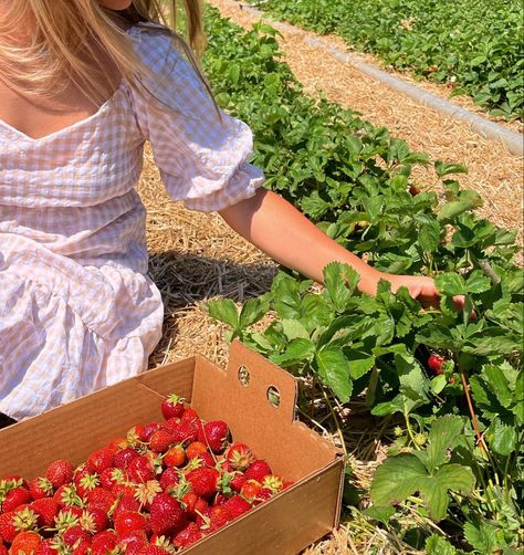 Strawberry Picking Photography, Strawberry Picking Pictures, Grace Start, Soft Life Era, Soft Lifestyle, A Soft Life, Gentle Woman, Femininity Tips, Romanticized Life