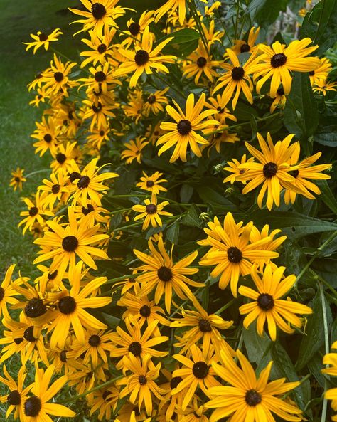 Black-eyed Susan Brown Eyed Susan, Crocheted Flowers, Black Eyed Susan, Black Eyed, Crazy Quilts, Eye Black, Brown Eyes, Vermont, Crochet Flowers