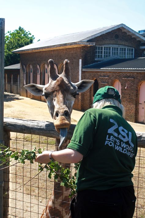 Zoo Keeper Job Aesthetic, Zoo Job Aesthetic, London Zoo Aesthetic, Working With Animals Aesthetic, Zoo Keeper Aesthetic, Zookeeper Aesthetic, Zoologist Aesthetic, Zoologist Career, Vet School Motivation