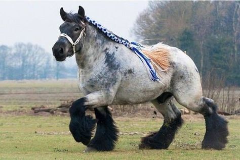 DRAFT What kind of draft horse is this? A Brabant? It reminds me of great draft horses I once saw in Zeeland (a Dutch region next to Brabant). Brabant Horse, Huge Animals, Belgian Draft Horse, Belgian Horse, Big Horses, Majestic Horse, All The Pretty Horses, Horse Crazy, Clydesdale