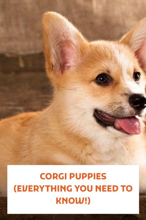 Corgi Care Tips, Corgi Puppy Tips, Corgi Training Tips New Puppy, Adoption Tips, Puppy Training Guide, Corgi Dog Breed, Corgi Facts, Puppy Funny, Cute Corgi Puppy