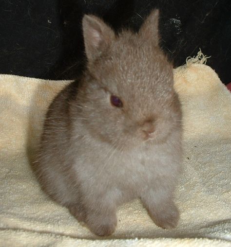 Lop Bunny, Bunny Pictures, Pet Bunny, Funny Bunnies, Silly Animals, Baby Bunnies, Cute Little Animals, 귀여운 동물, Cute Bunny