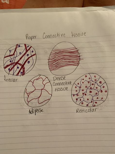 Areolar is one affected by ehlers Danlos because it is made up of both fibers and connect skin to muscle so if the skin is super stretchy then it is not well connected and twists around. Obesity can be a cause of abundance in enlarged adipose tissue. Tendonitis is commonly found in dense connective tissue because of its lack of blood supply so they do not heal very quickly and become inflamed easily Areolar Connective Tissue Drawing, Connective Tissue Drawing, Dense Connective Tissue, Tissue Drawing, Study Doodles, Biology Project, Biology Projects, Human Tissue, Tissue Types