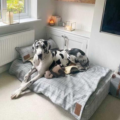 Luxury Dog Beds on Instagram: "Do you struggle to find a bed big enough for your dog? Well look no further! We offer a bespoke sizing service, that allows you to create a bed in the dimensions you need. Say goodbye to makeshift beds and hello to stylish, quality, handmade dog beds made in the UK 🐾 📸. @mrdukethegreatdane #dogsofinstagram #dailydogs #ukdogs #dogphotography #dogoftheday #ivyandduke #doglovers #dailybarker #dogsofig #dogsuk #dogblogger #dogbeds #dogbedswithstyle #dogbedroom #uni Huge Dog Bed, Big Dog Bed Ideas, Luxury Dog Room, Dogs Room, Unique Dog Beds, Big Dog Beds, Handmade Dog Beds, Dog Bedroom, Dog Room