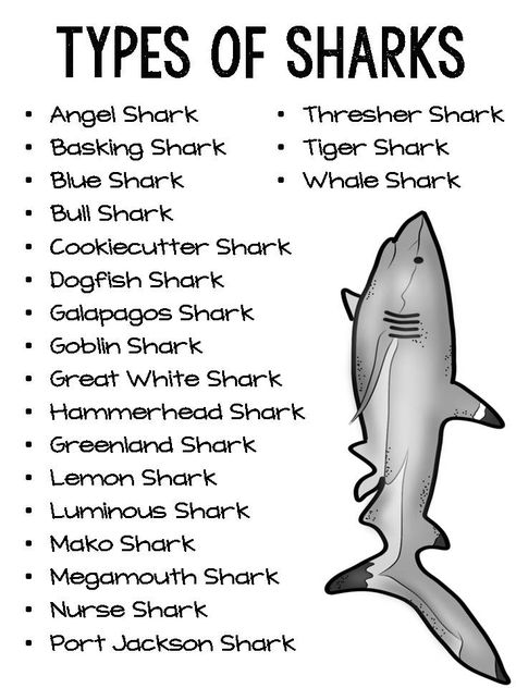 Dogfish Shark, Megamouth Shark, Different Types Of Sharks, Galapagos Shark, Oceanography Marine Biology, Greenland Shark, Goblin Shark, Kinds Of Animals, Basking Shark