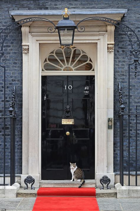 Larry The Cat, 10 Downing Street, Street Cat, Sleepy Girl, Downing Street, Cat Basket, Take Shelter, Pose For The Camera, Curious Cat