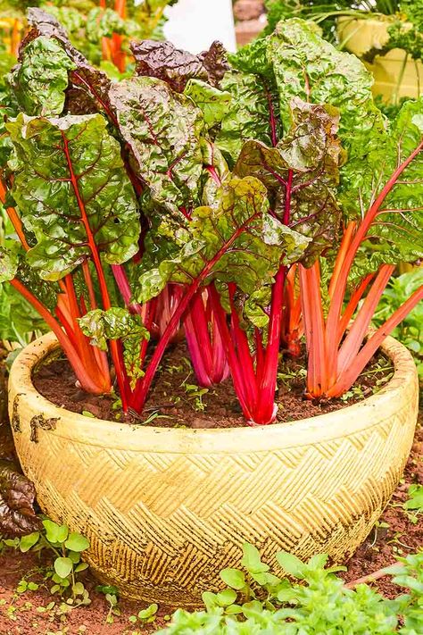 Swiss Chard Plant, Growing Swiss Chard, Spice Garden, Rainbow Chard, Garden Wood, Pot Ideas, Home Vegetable Garden, Sustainable Farming, Swiss Chard