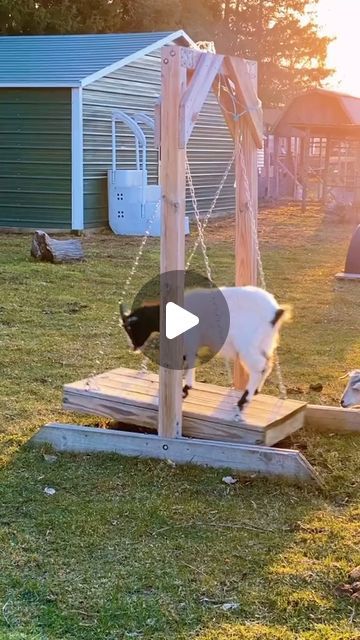 🐐 Goat ❤ on Instagram: "🐐
.
.📸 Source : Tiktok: leamangreenapplebarn
All credit are reserved for their respective Owners
.
Pls DM for Credit or Remove.
.----------------
.
.
#goatworthy#goatyoga#iamcountryside#goatsofinstagram#goated#farmhouselivingrooms" Goat Playground Ideas, Goat Pen Ideas, Goat Houses, Goat Playground, Goat Pen, Goat House, Pen Ideas, Playground Ideas, Goats