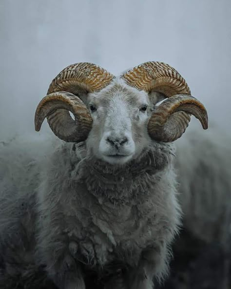 Big Horn Sheep, Goat Horns, Animal Study, Animal Heads, Wildlife Animals, Animals Images, Animal Photo, Nature Animals, Animals Friends