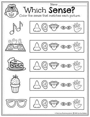 Five Senses Kindergarten Worksheets, Pre K Senses Activities, My Body For Preschoolers, Preschool Crafts 5 Senses, 5 Senses Anchor Chart Preschool, Senses Worksheets Kindergarten, Five Senses Unit Kindergarten, Our Senses Preschool, 5 Senses Lesson Plans For Kindergarten