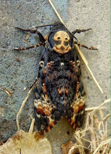 Daily Afternoon Randomness https://pixprism.org/humor/daily-afternoon-randomness-3-5463 Check more at https://pixprism.org/humor/daily-afternoon-randomness-3-5463 Deaths Head, Skull Moth, Cool Insects, Deaths Head Moth, Moth Caterpillar, Moth Art, Cool Bugs, Hawk Moth, Moth Tattoo