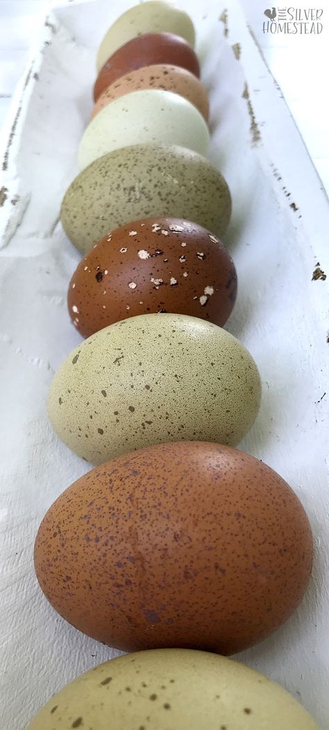 Chicken Egg Colors, Olive Egger, Poultry Breeds, Chicken Coloring, Egg Pictures, Speckled Eggs, What Is A Bird, Farm Lifestyle, The Barnyard